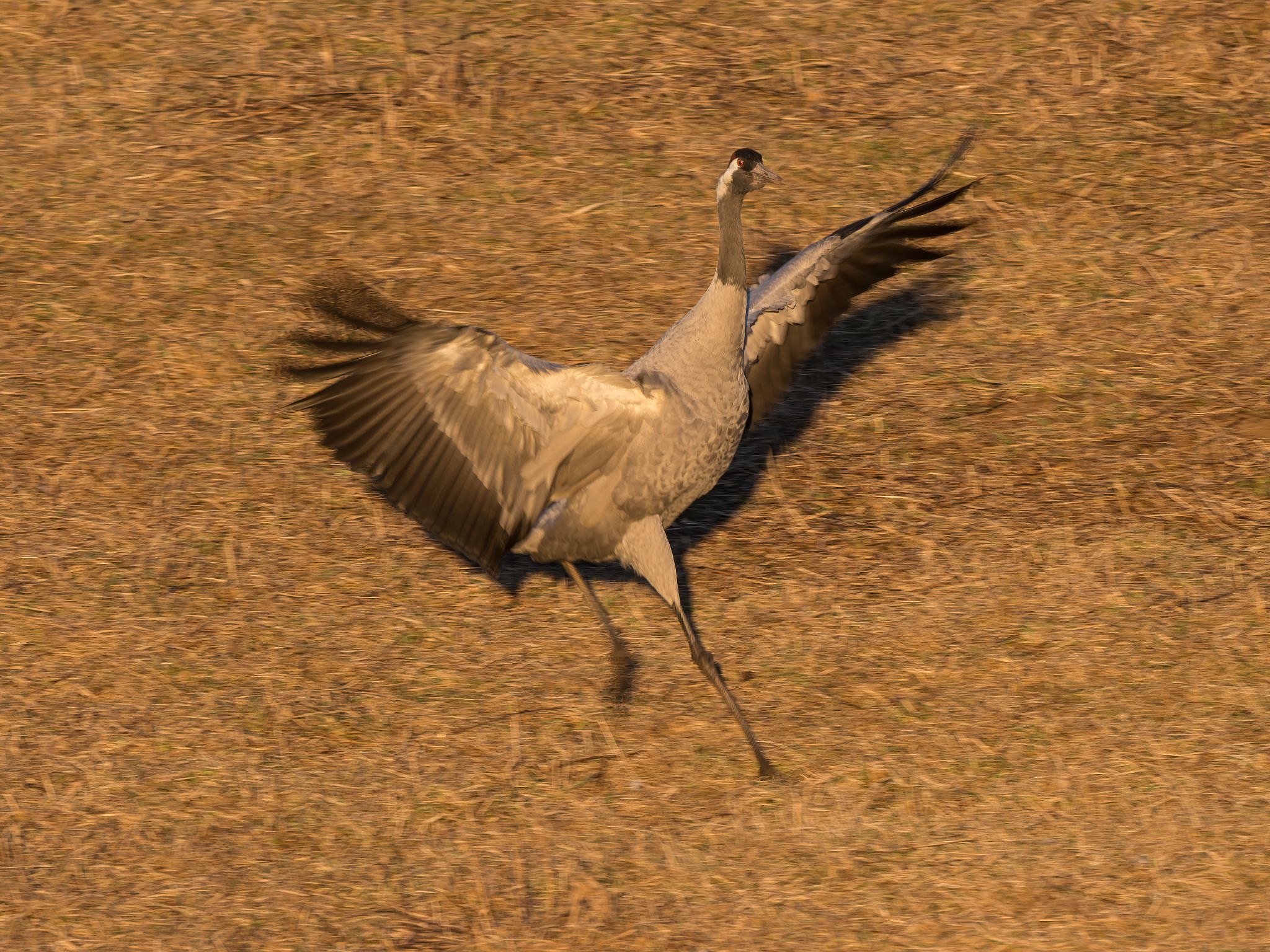 260331 1916 H  1HR1468 DxO DeepPRIME 3